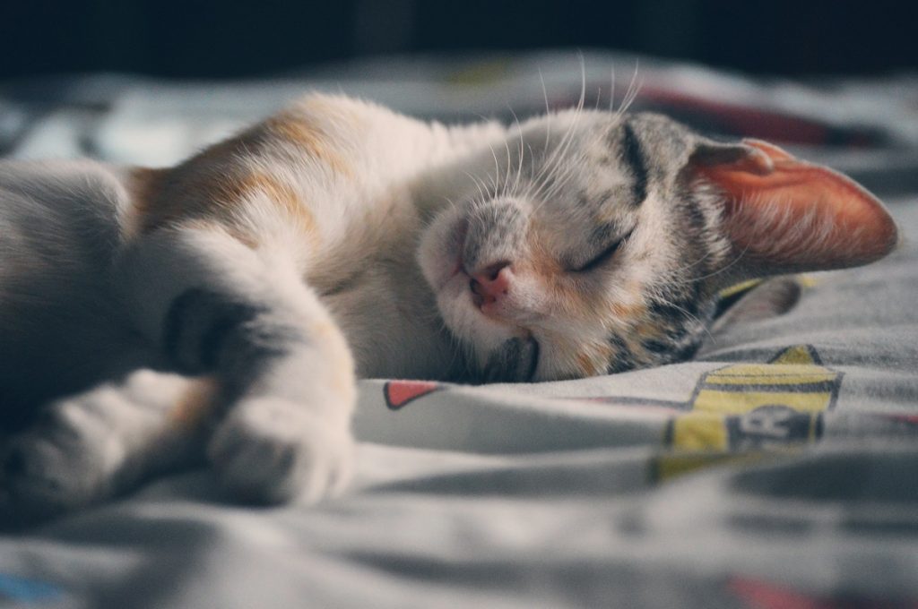 Animaux