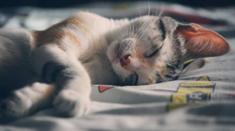 Animaux