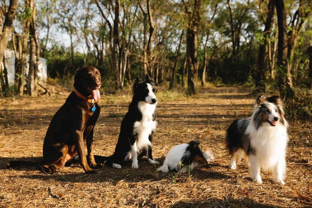 races de chiens