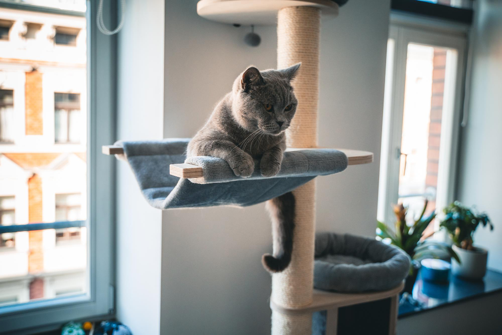 arbre à chat
