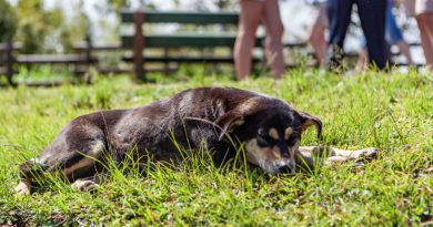 chien allongé sur l'herbe
