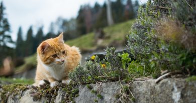 chat en extérieur