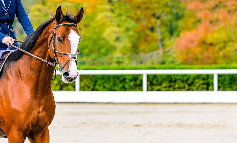 choisir équipement de dressage équitation