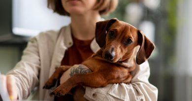 femme sur son pc avec son chien dans les bras