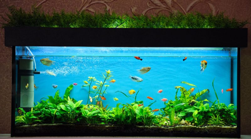acquarium éclairé avec des poissons
