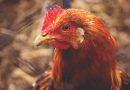tête d'une poule
