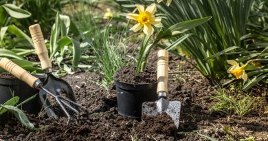 plantation de fleurs