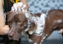 chien qui se fait laver