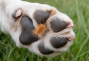 découvrez les dangers que représentent les spigaous pour vos animaux de compagnie et apprenez les meilleures méthodes pour les prévenir et les protéger. informez-vous sur les précautions à prendre pour assurer la sécurité de vos fidèles compagnons.