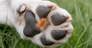 découvrez les dangers que représentent les spigaous pour vos animaux de compagnie et apprenez les meilleures méthodes pour les prévenir et les protéger. informez-vous sur les précautions à prendre pour assurer la sécurité de vos fidèles compagnons.