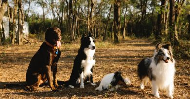 races de chiens