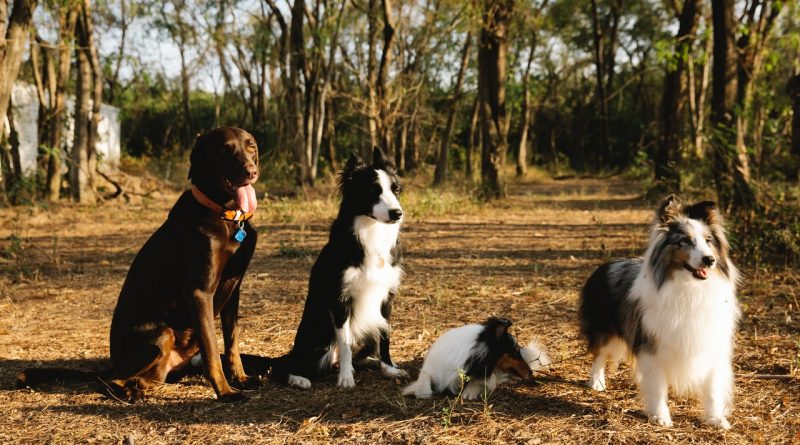 races de chiens