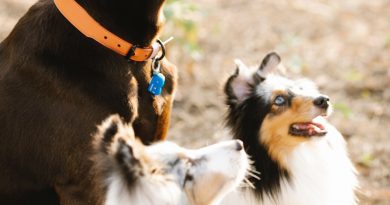 animaux de compagnies