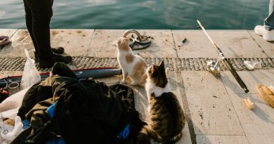 Chats mangeant du poisson