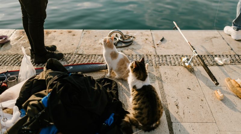 Chats mangeant du poisson