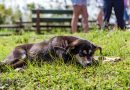 chien allongé sur l'herbe