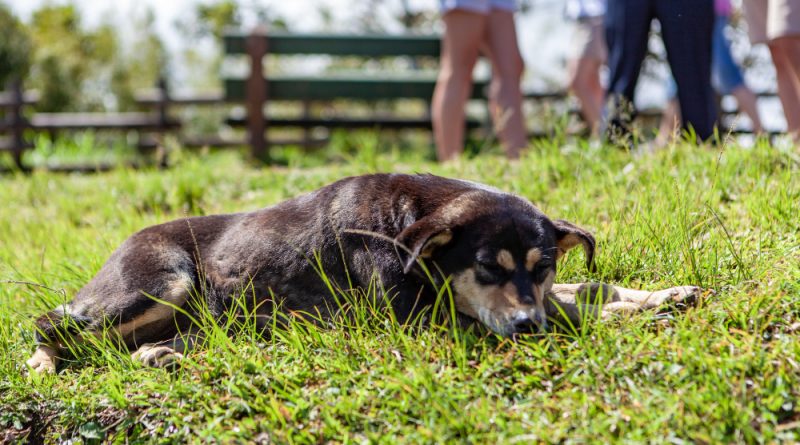chien allongé sur l'herbe