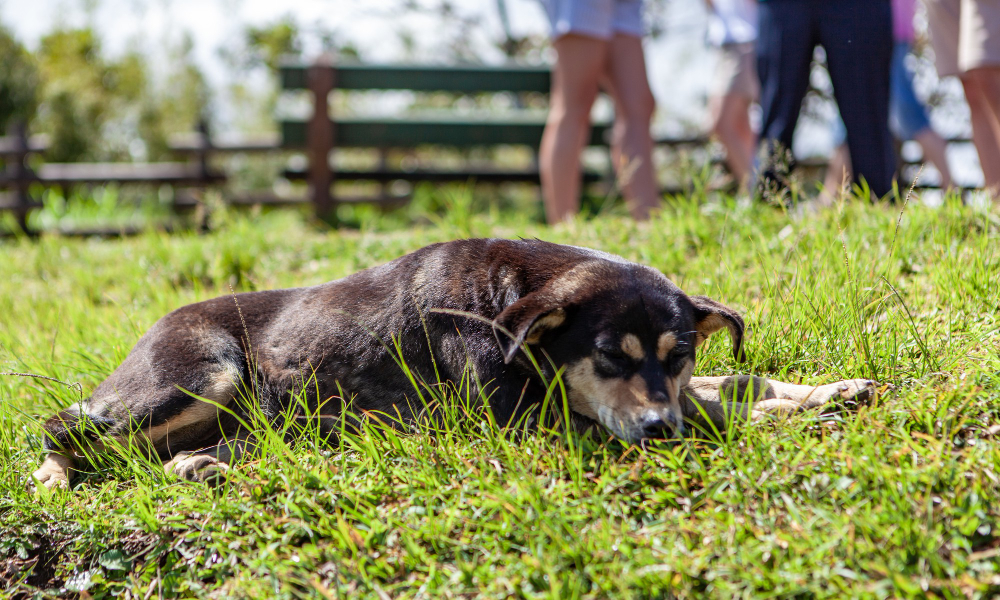 chien allongé sur l'herbe