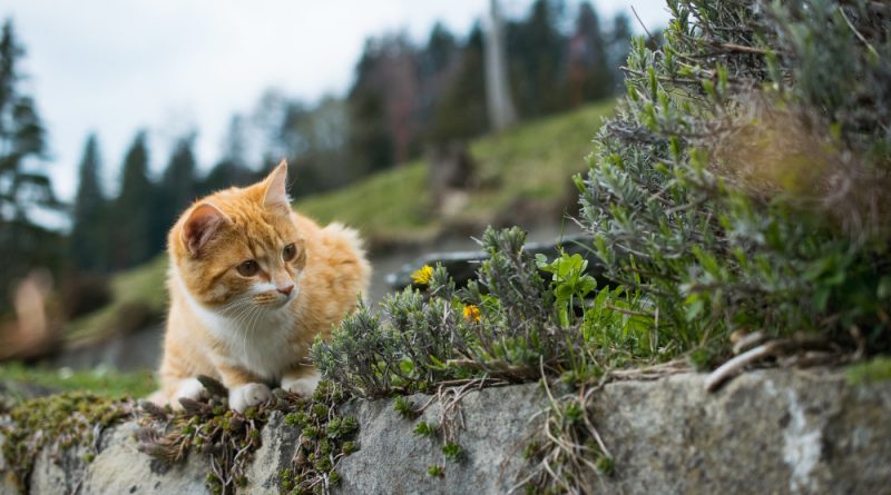 chat en extérieur