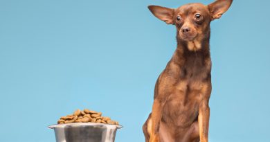 chien avec ses croquettes