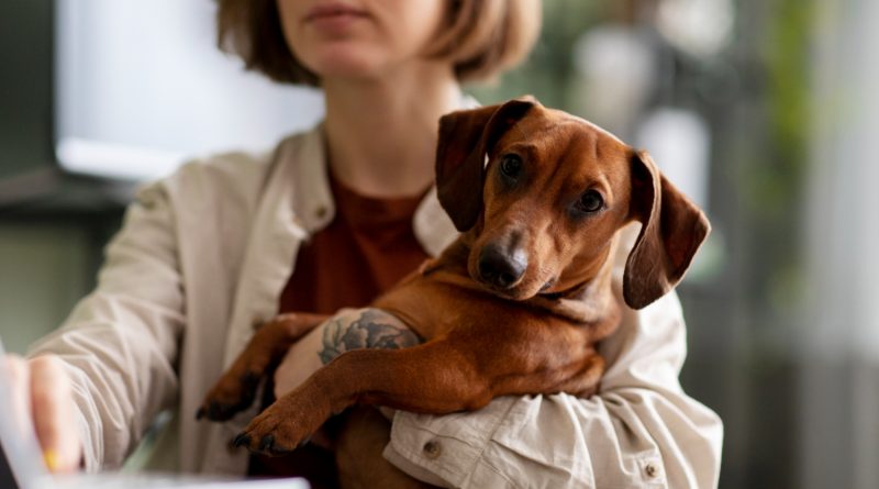 femme sur son pc avec son chien dans les bras