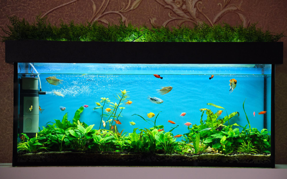 acquarium éclairé avec des poissons