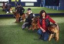 Éducateur canin : une bonne idée pour une reconversion ?