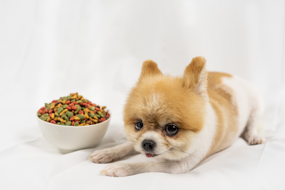 chiot avec de la nourriture