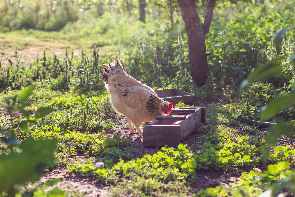 poule qui mange