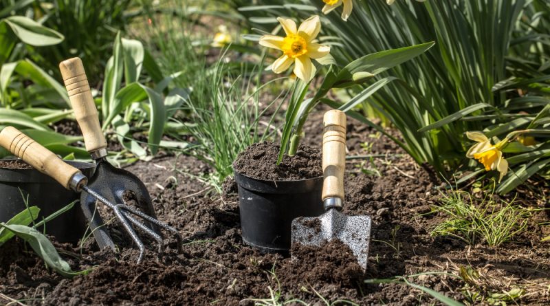 plantation de fleurs